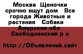 Москва! Щеночки срочно ищут дом - Все города Животные и растения » Собаки   . Амурская обл.,Свободненский р-н